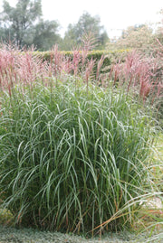 Chinaschilf - Miscanthus sinensis Malepartus - Ansicht 4